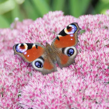 Lejlighed Kempfenhof *