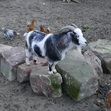 Kempfenhof شقة *